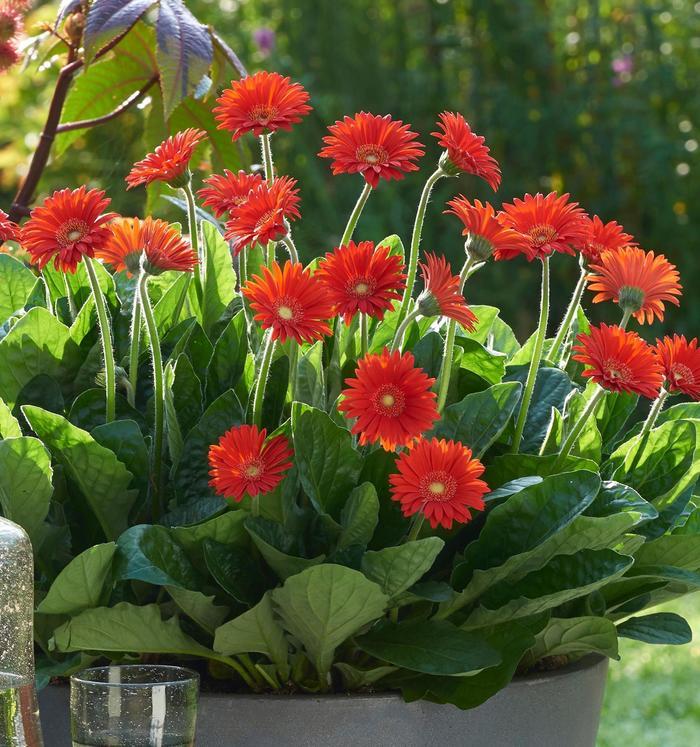 Gerbera Garden Jewels™ Red