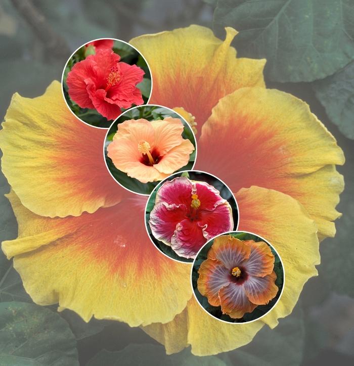 Hibiscus