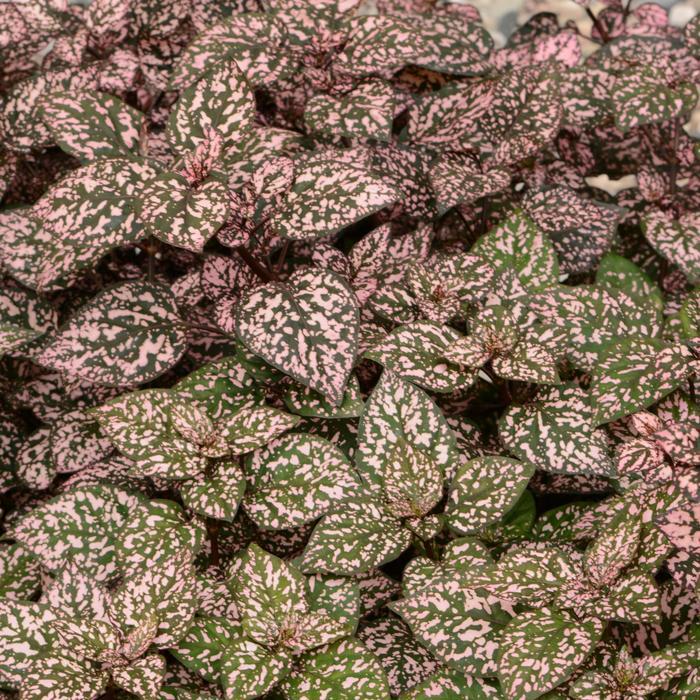 Hypoestes phyllostachya Hippo® Pink