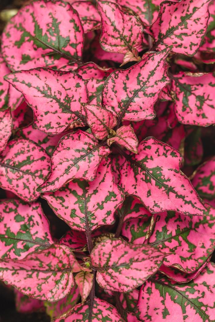 Hypoestes phyllostachya Hippo® Rose