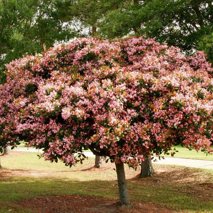 Rhaphiolepis indica Rosalinda®