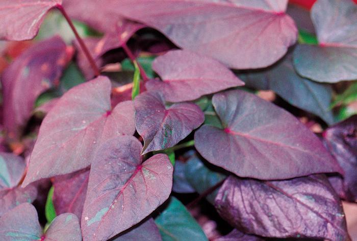 Ipomoea batatas Black Heart