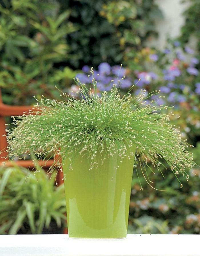Scirpus cernuus Graceful Grasses® Fiber Optic Grass