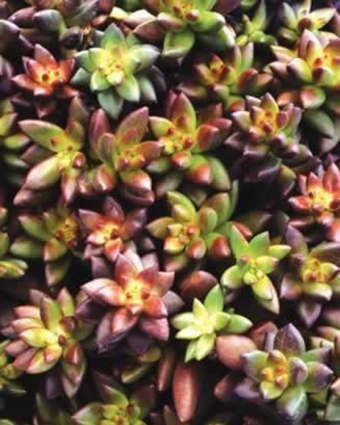 Sedeveria Jet Beads
