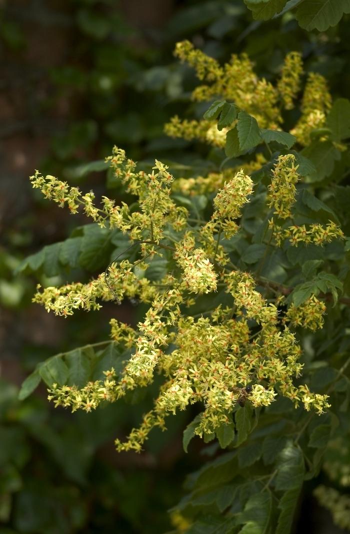 Koelreuteria paniculata