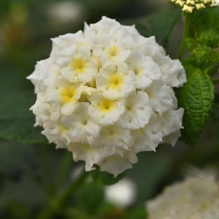 Lantana camara Little Lucky™ White Improved