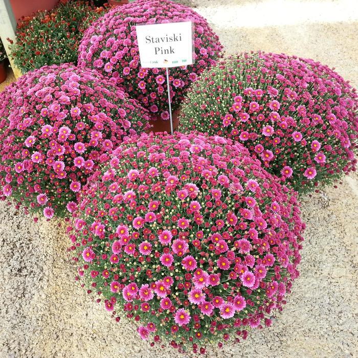 Chrysanthemum x morifolium Staviski Pink