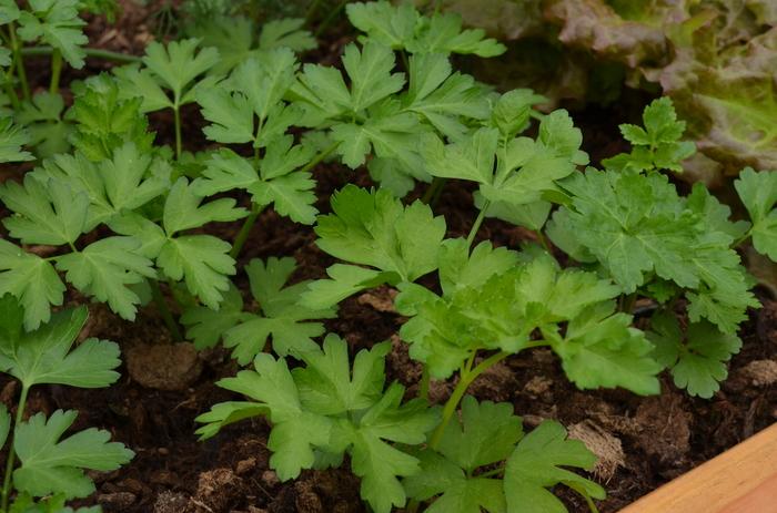 Petroselinum crispum var. neapolitanum Dark Green Italian