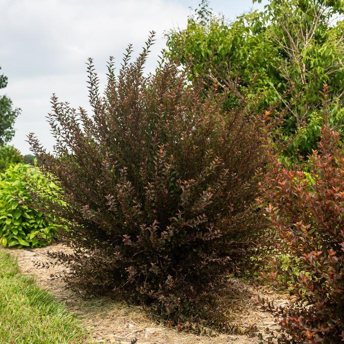 Physocarpus opulifolius Spicy Devil®