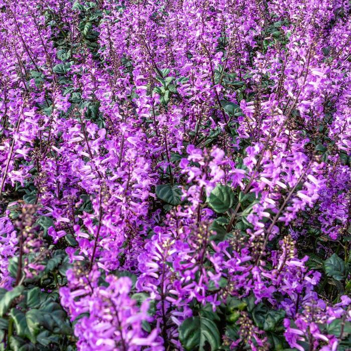 Plectranthus Magic Mona Purple