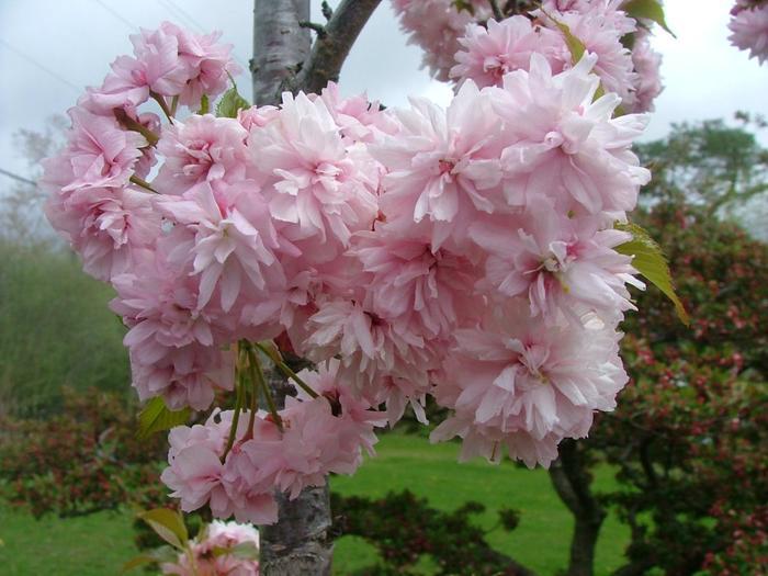 Prunus Weeping Extraordinaire™