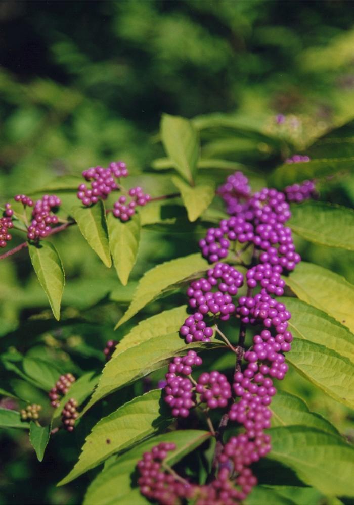Callicarpa dichotoma Purple Pride