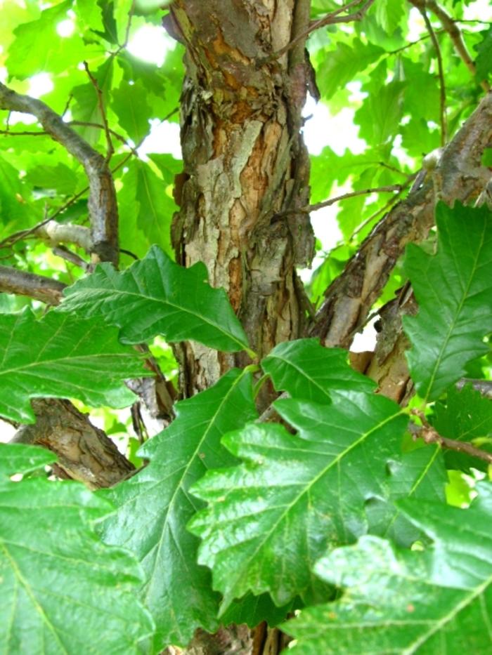 Quercus bicolor
