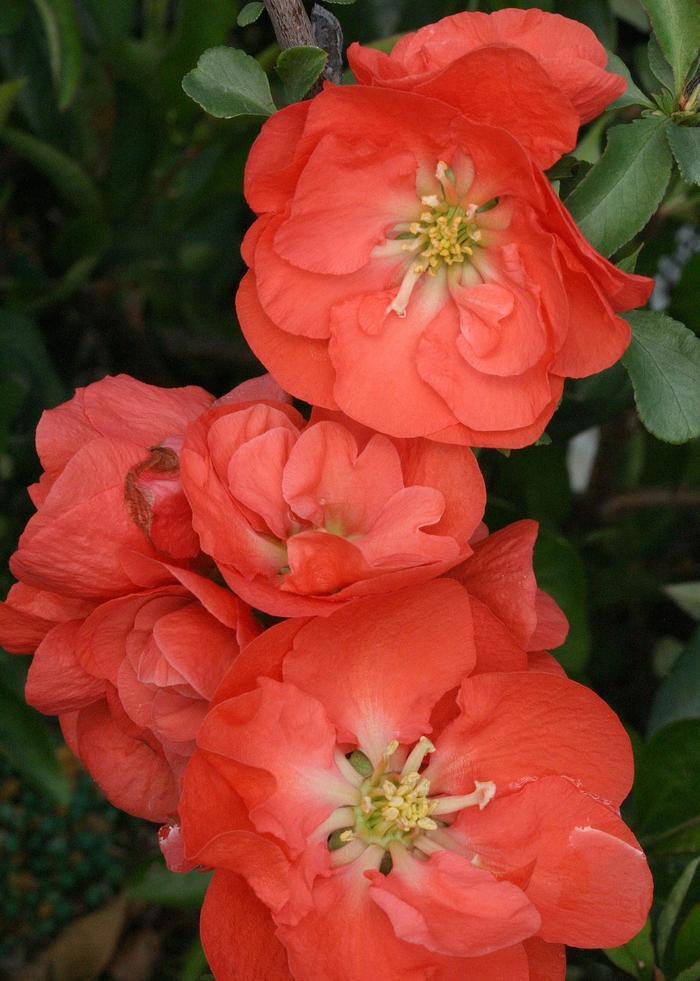 Chaenomeles speciosa Double Take® Orange