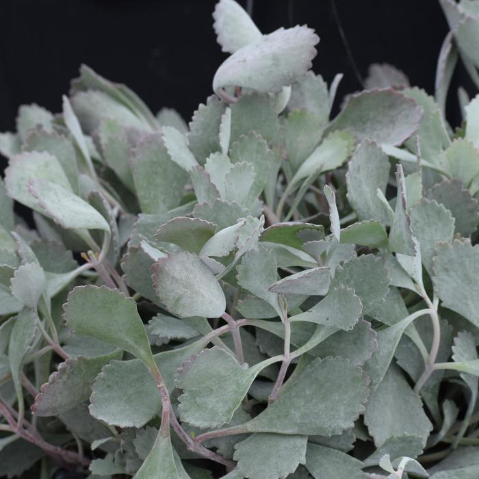 Kalanchoe pumila