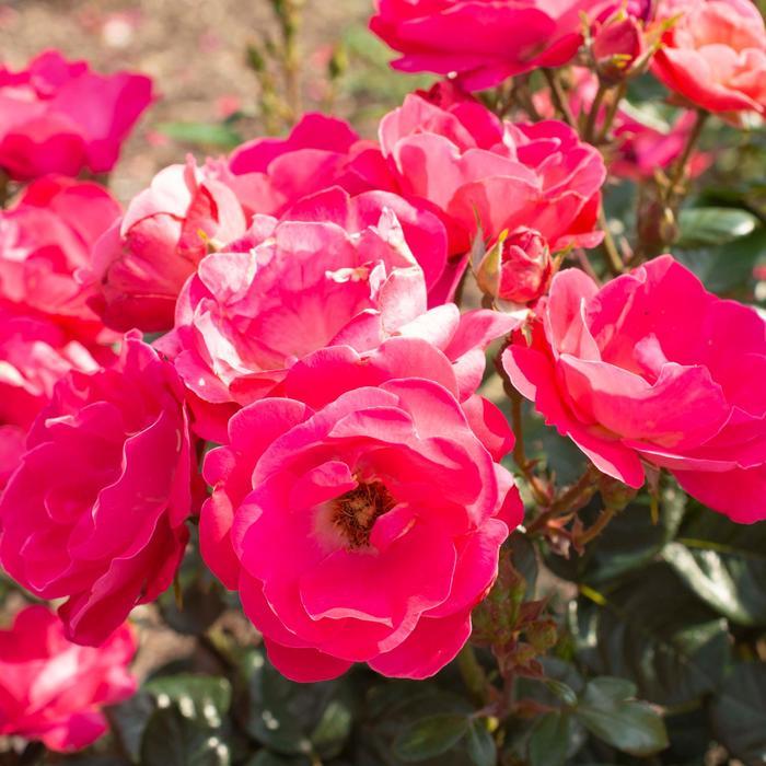 Rosa Brick House® Pink