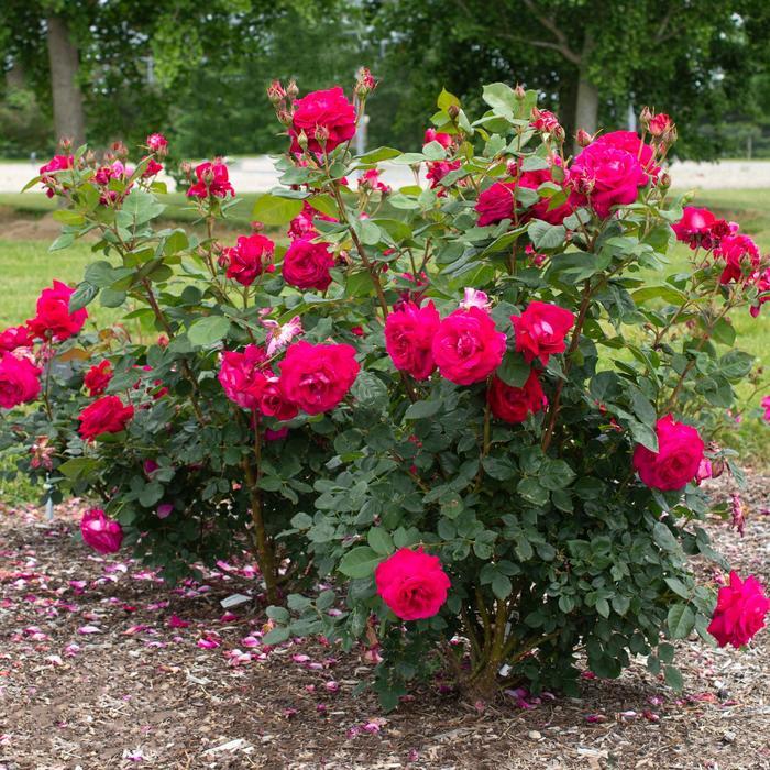 Rosa Sweet Spirit™