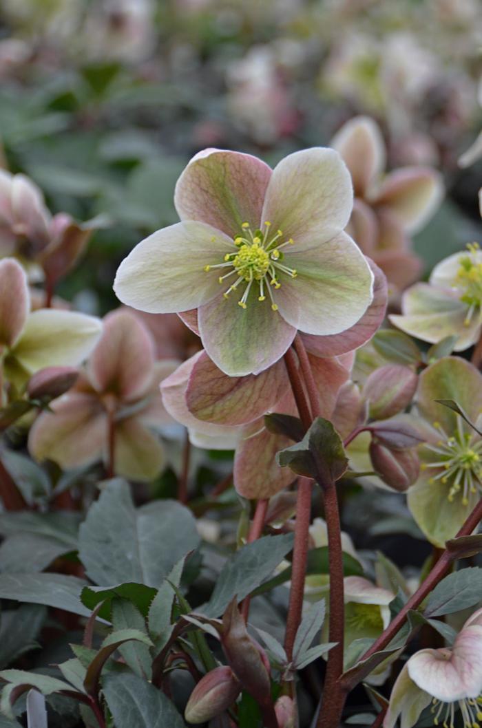 Helleborus x ericsmithii Winter Sunshine