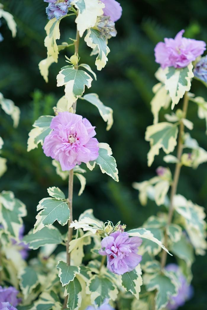Hibiscus syriacus Sugar Tip® Gold