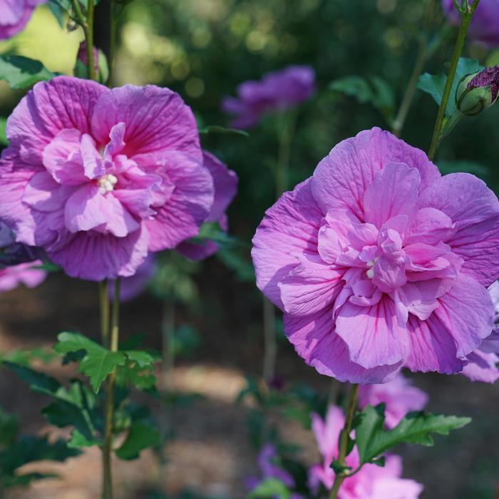 Hibiscus syriacus Chiffon® Dark Lavender
