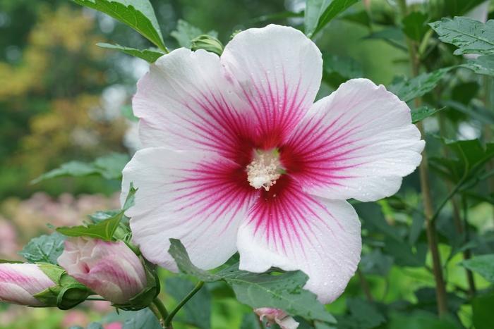 Hibiscus syriacus Paraplu Pink Ink®