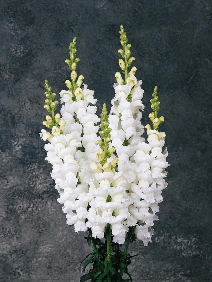 Antirrhinum majus Monaco White