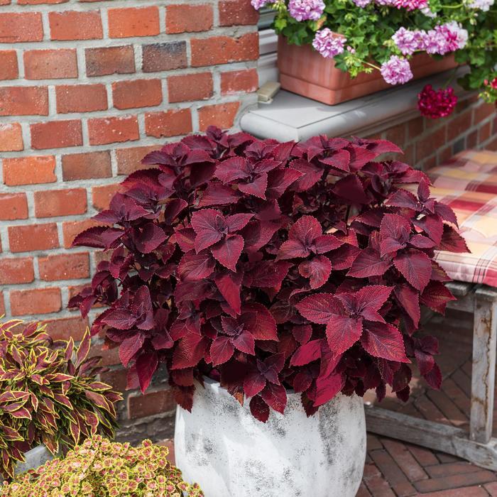 Coleus Main Street Beale Street