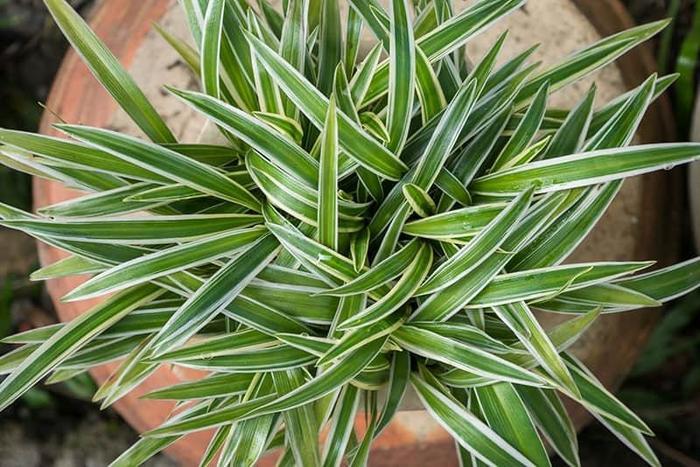 Chlorophytum comosum