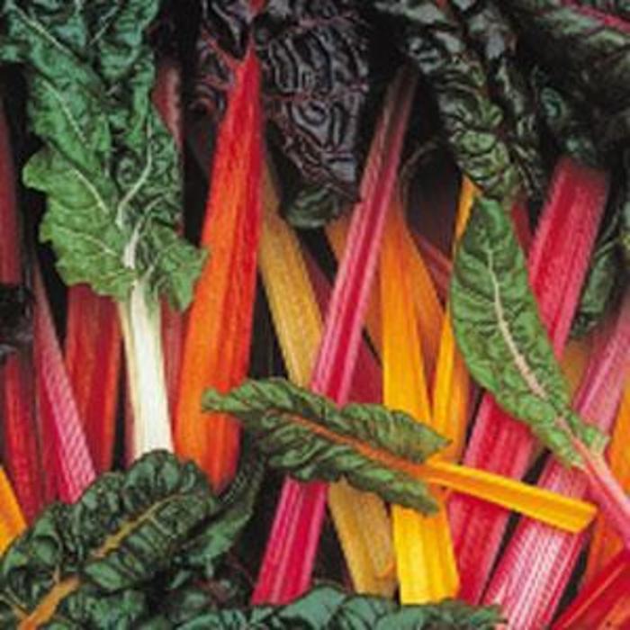 Beta vulgaris var cicla Bright Lights