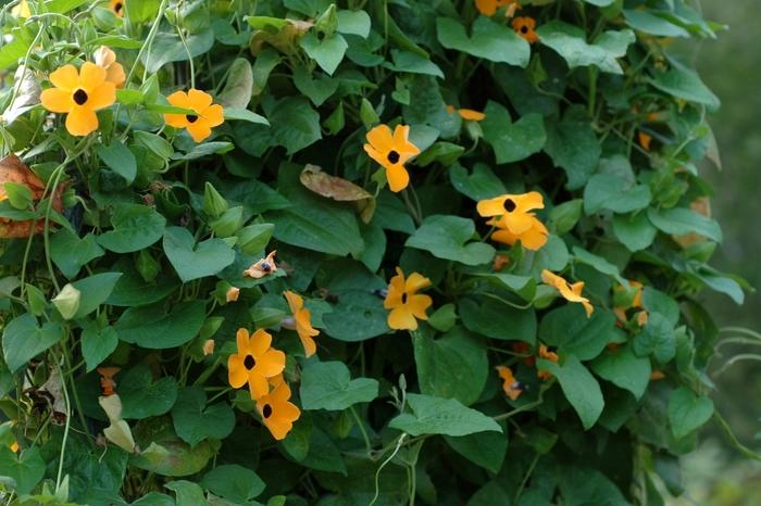 Thunbergia alata Sunny™ Orange Wonder