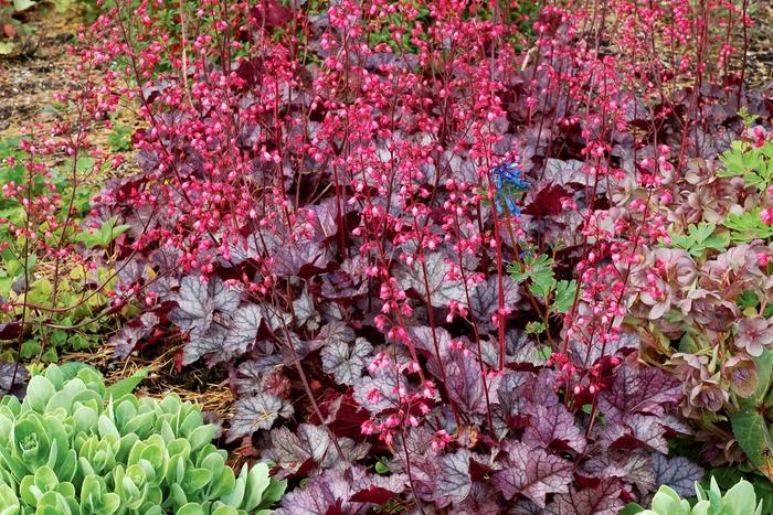 Heuchera Glitter