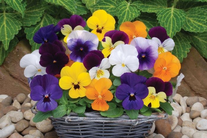 Viola cornuta Sorbet® XP Mix