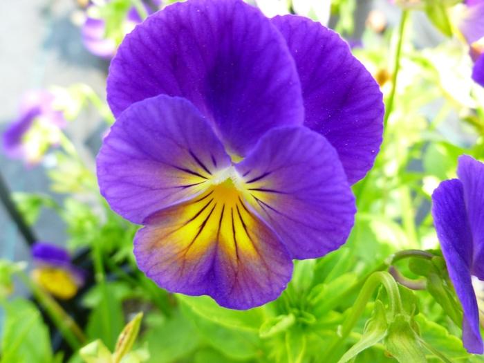 Viola cornuta Celestial™ Northern Lights