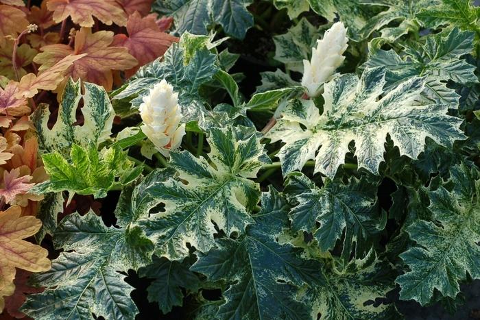 Acanthus Whitewater