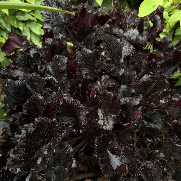 Heuchera Timeless Night