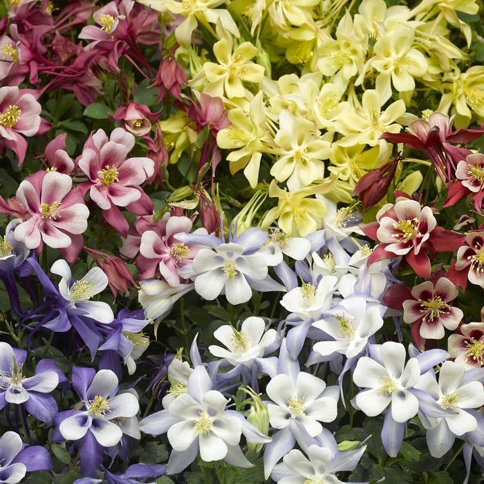 Aquilegia caerulea Kirigami™ Mix