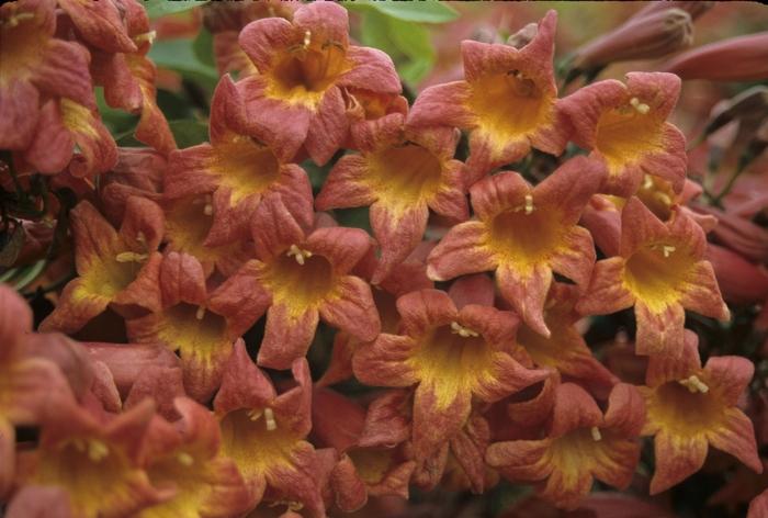 Bignonia capreolata Tangerine Beauty