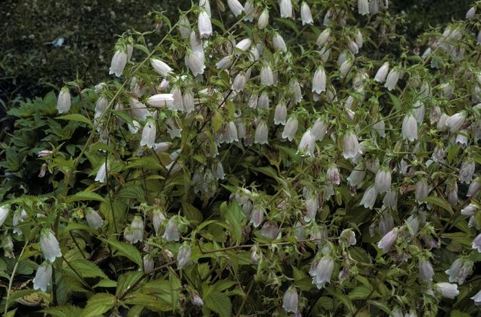 Campanula takesimana