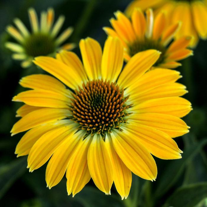 Echinacea Sombrero® Summer Solstice