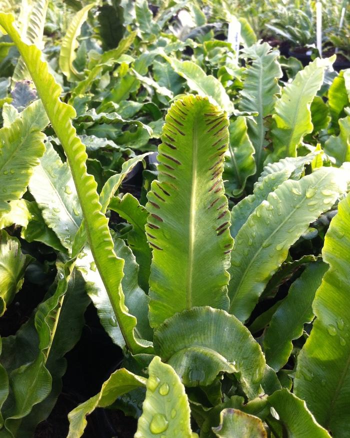 Asplenium scolopendrium
