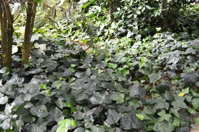 Hedera caneriensis