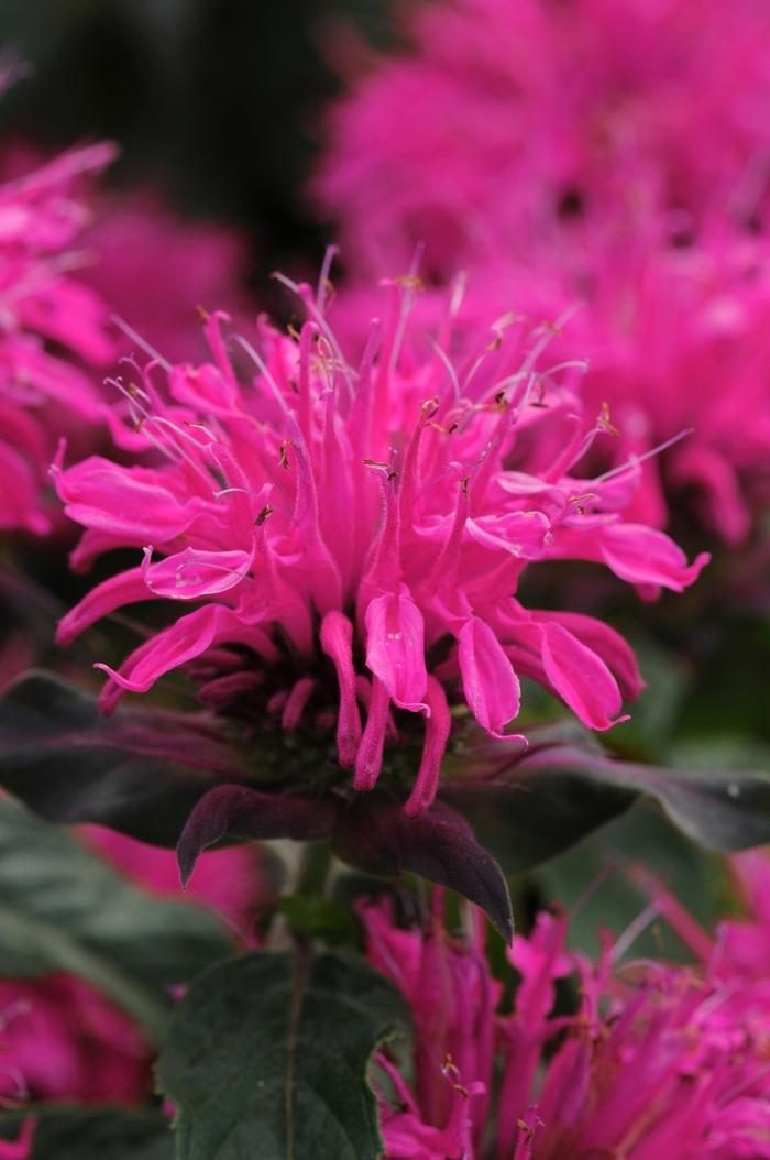 Monarda didyma Balmy™ Rose