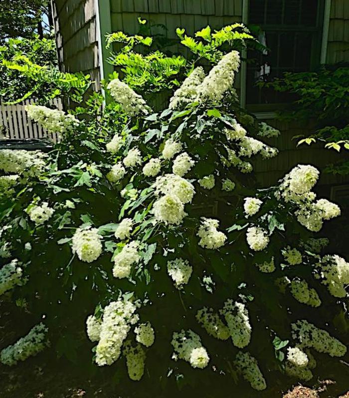 Hydrangea quercifolia Snowcicle