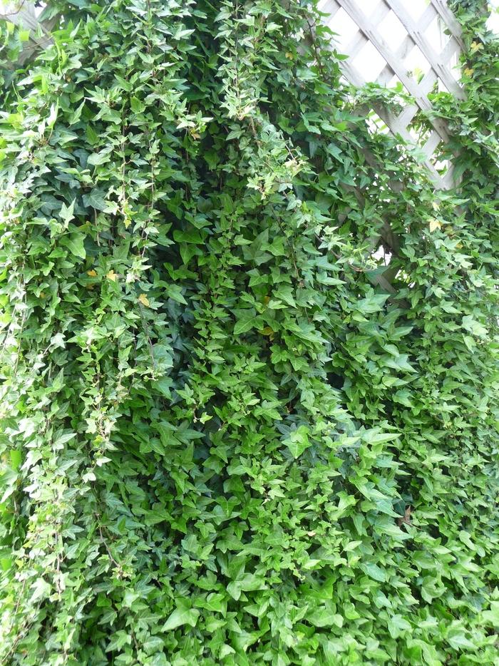Hedera helix