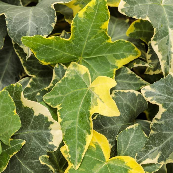 Hedera helix Goldchild