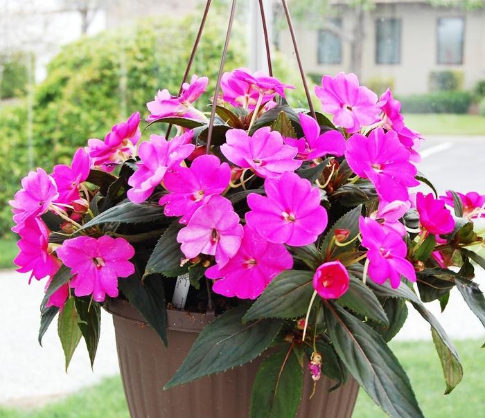 Impatiens SunPatiens® Lilac