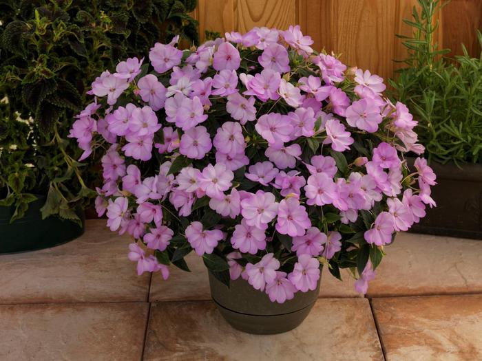 Impatiens SunPatiens® Orchid Blush