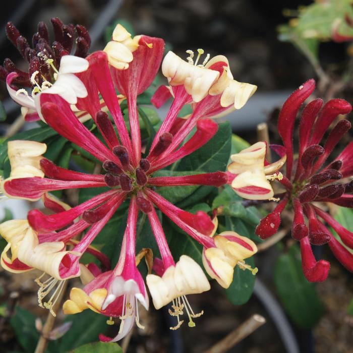 Lonicera periclymenum Peaches and Cream™