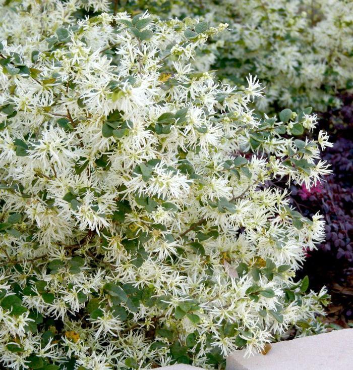 Loropetalum chinense Emerald Snow®