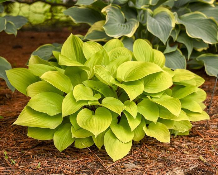 Hosta Fire Island